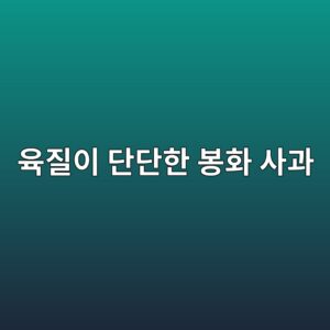 단맛이 강하고 육질이 단단한 봉화 사과, 보관과 운송에서 살아남는 특급 비결 8 ec9ca1eca788ec9db4 eb8ba8eb8ba8ed959c ebb489ed9994 ec82aceab3bc 1789455640